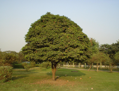 Mango Dřevo - Zlatý Poklad Indie V Vašem Domově